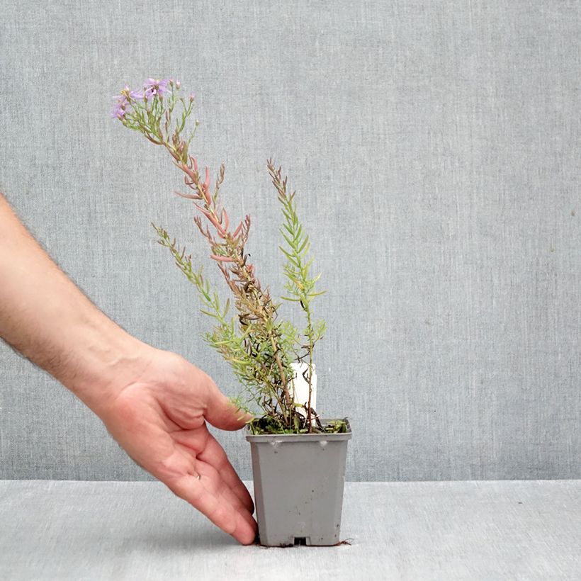 Esimerkki syksyllä toimitetusta Pikkukutriasteri - Aster sedifolius 8/9 cm taimiruukku-taimesta