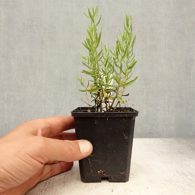 Esimerkki kesällä toimitetusta Pikkukutriasteri - Aster sedifolius Godet de 8/9 cm-taimesta