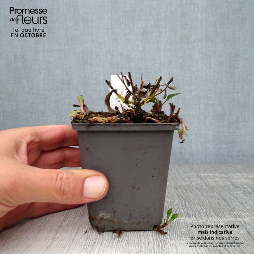 Esimerkki syksyllä toimitetusta Pursuasteri Adustus Nanus 8/9 cm taimiruukku-taimesta