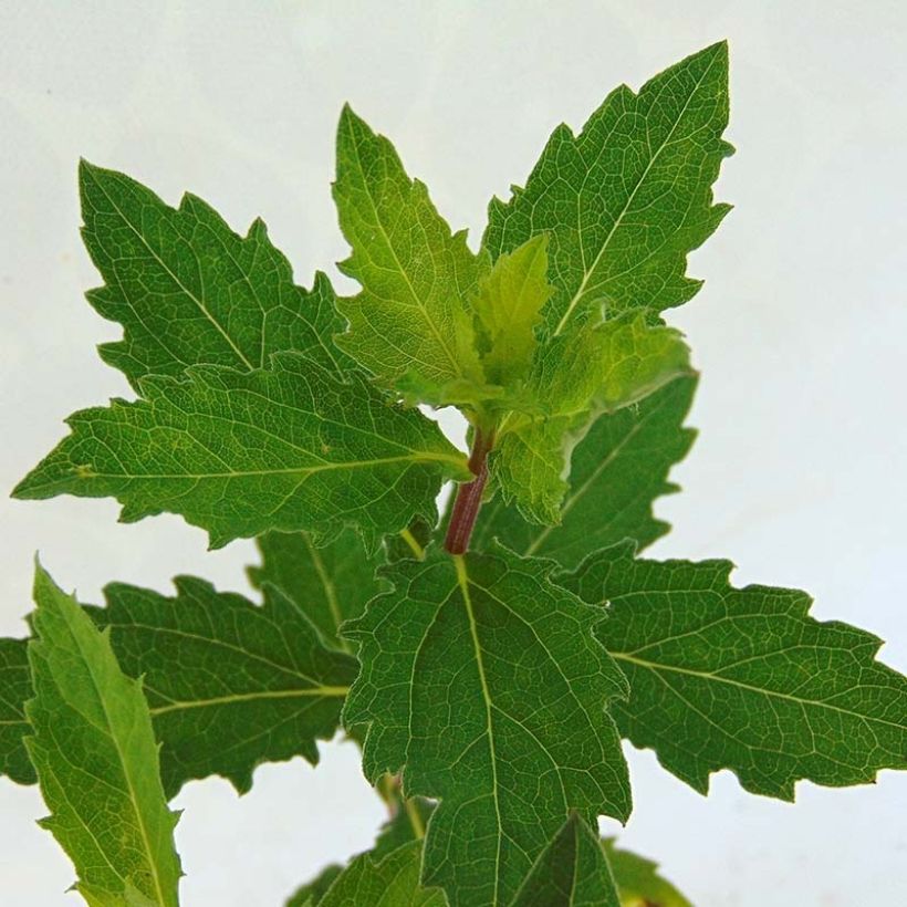 Pursuasteri Asran (Lehvistö)