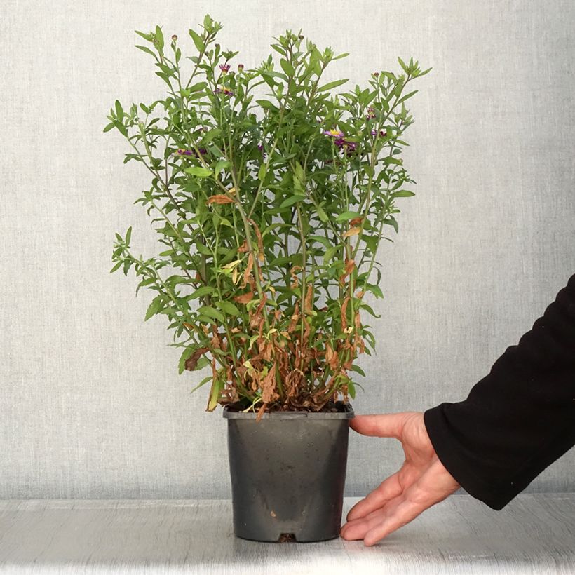 Esimerkki syksyllä toimitetusta Aster ageratoides Ezo Murasaki Pot de 2L/3L-taimesta