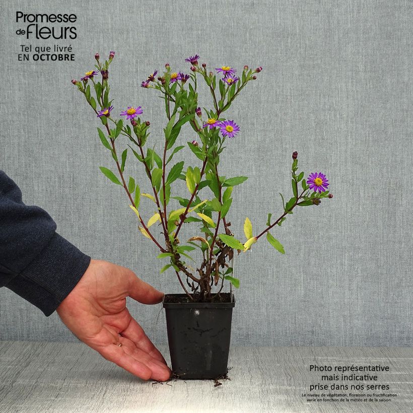 Esimerkki syksyllä toimitetusta Pursuasteri Ezo Murasaki 8/9 cm taimiruukku-taimesta