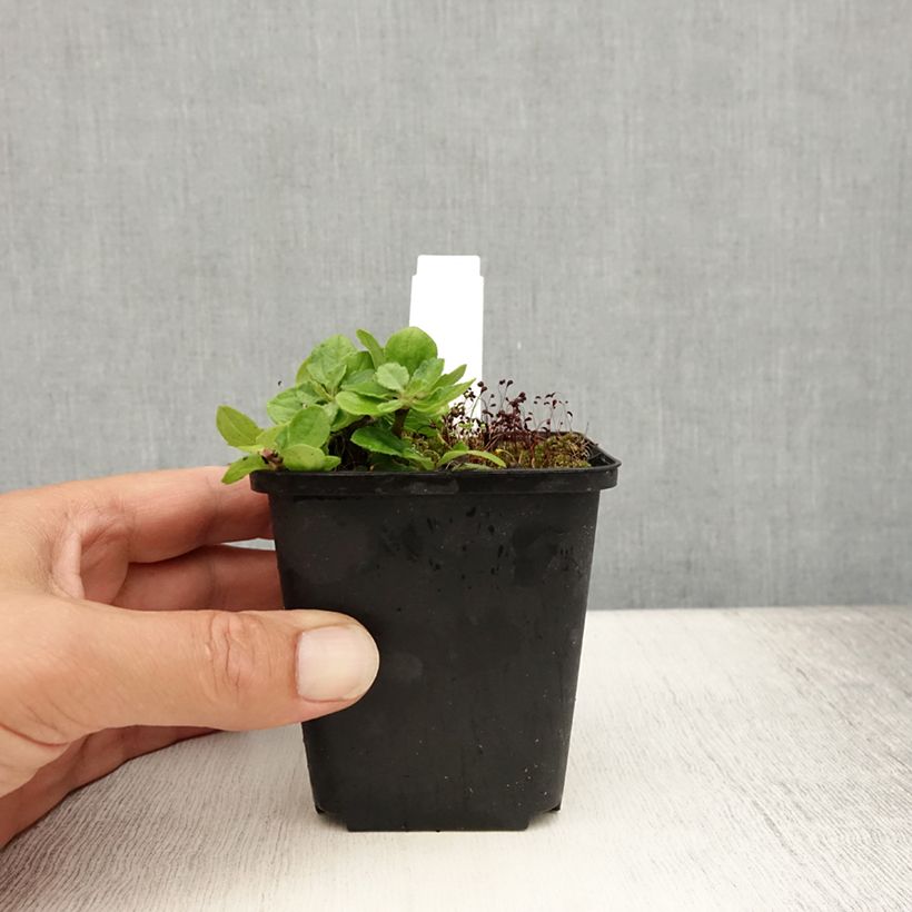 Esimerkki kesällä toimitetusta Pursuasteri Harry Schmidt Godet de 8/9 cm-taimesta