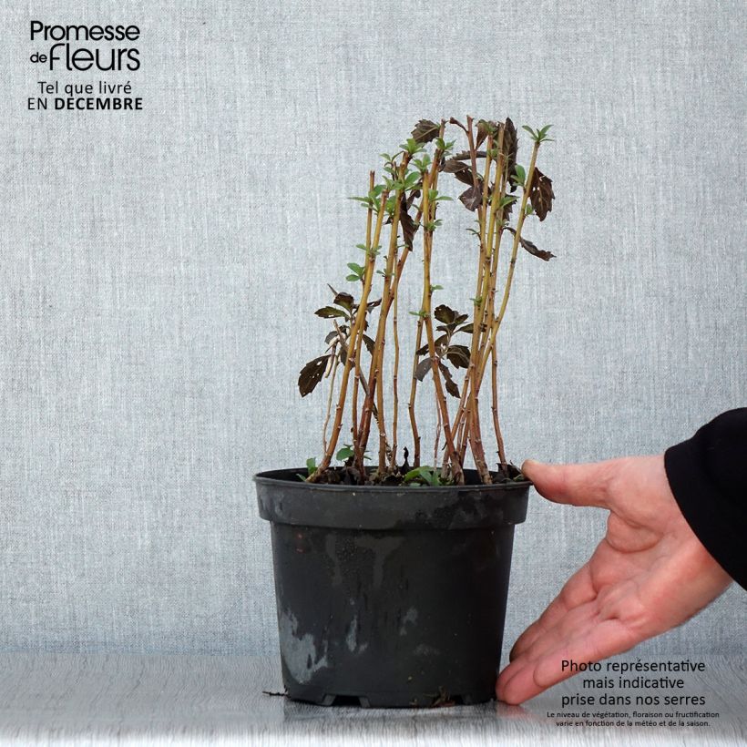 Esimerkki syksyllä toimitetusta Aster ageratoides Stardust Pot de 2L/3L-taimesta