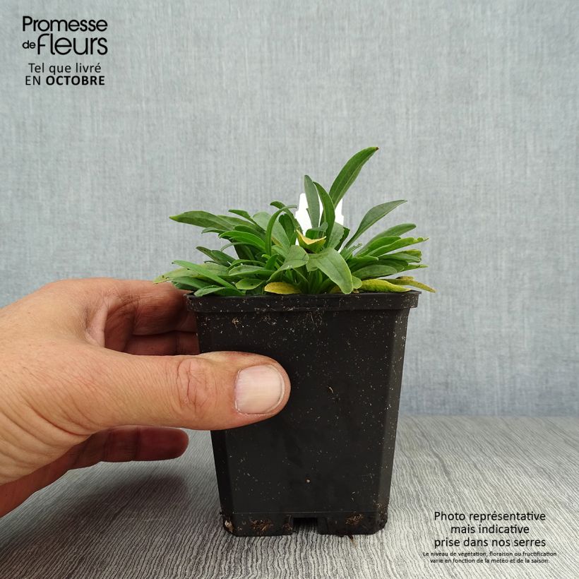 Esimerkki syksyllä toimitetusta Vuoriasteri Albus 8/9 cm taimiruukku-taimesta