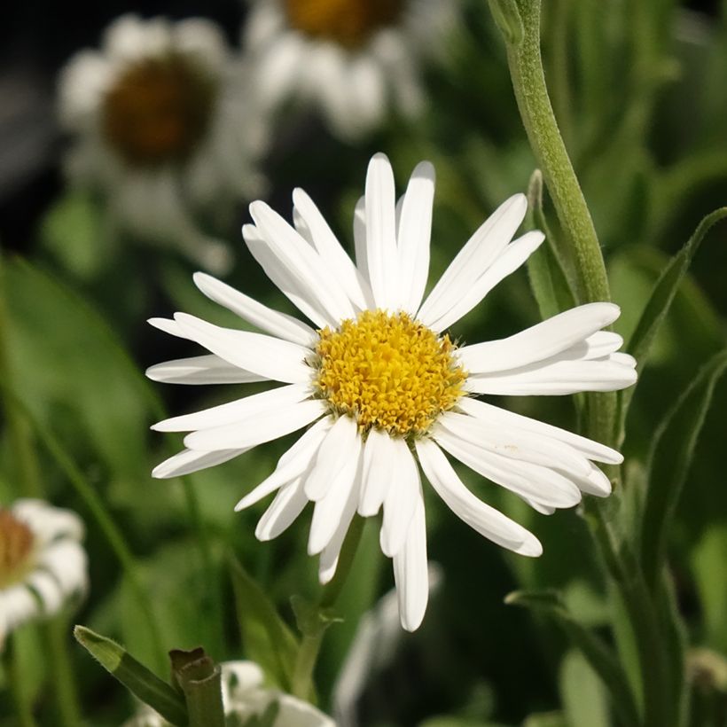 Vuoriasteri Albus (Kukinta)