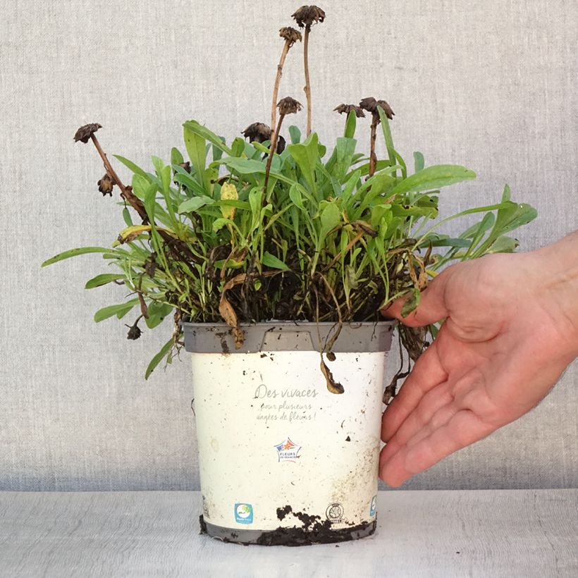Esimerkki kesällä toimitetusta Vuoriasteri Albus Pot de 2L/3L-taimesta