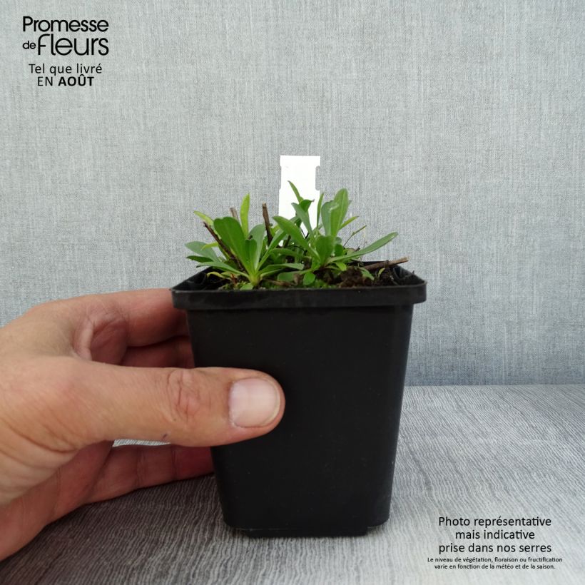 Esimerkki kesällä toimitetusta Vuoriasteri Blue Beauty Taimiruukku 8/9 cm-taimesta