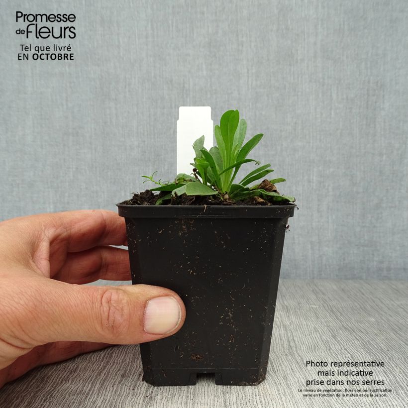 Esimerkki syksyllä toimitetusta Vuoriasteri Dunkle Schöne 8/9 cm taimiruukku-taimesta