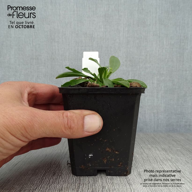 Esimerkki syksyllä toimitetusta Vuoriasteri Goliath 8/9 cm taimiruukku-taimesta
