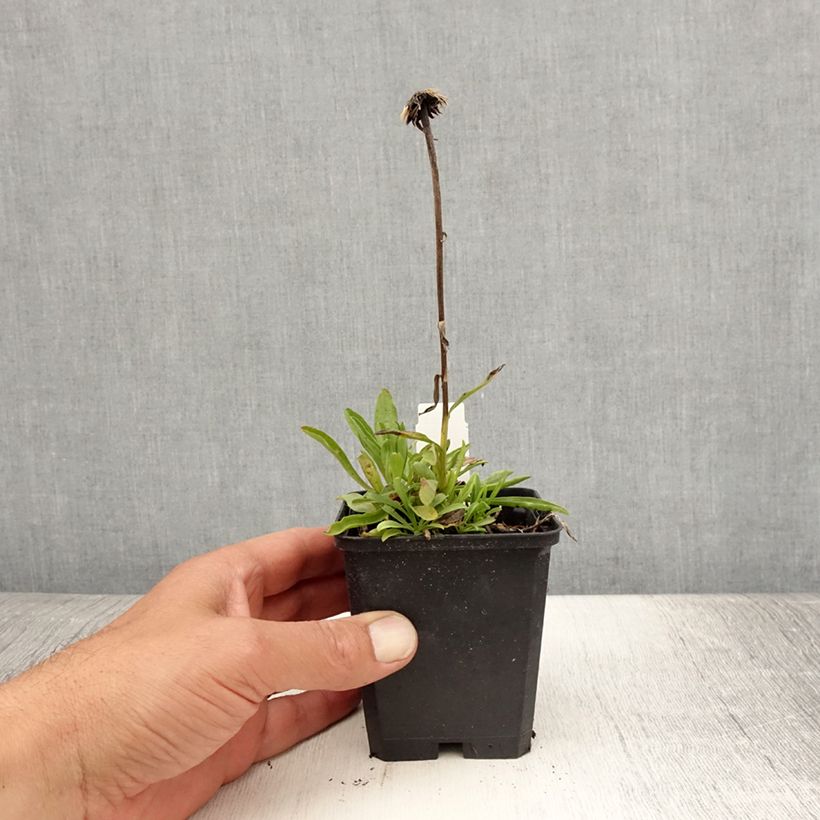 Esimerkki kesällä toimitetusta Vuoriasteri Pinkie Godet de 8/9 cm-taimesta