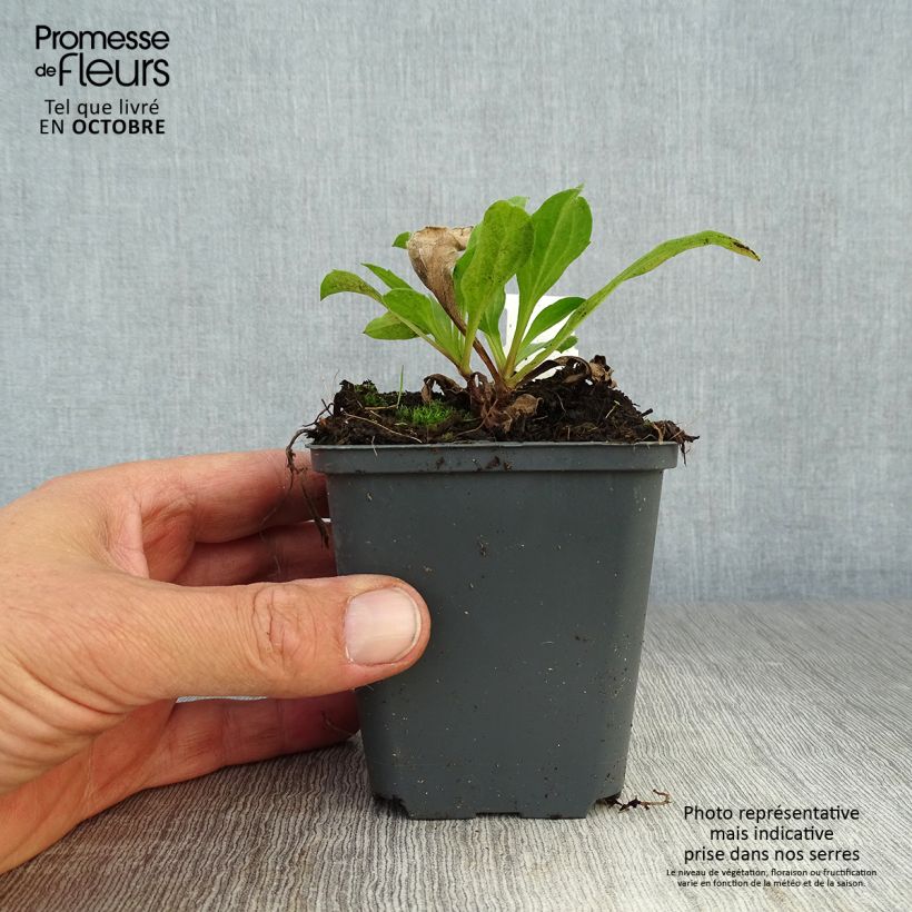 Esimerkki syksyllä toimitetusta Elokuunasteri Blue King 8/9 cm taimiruukku-taimesta