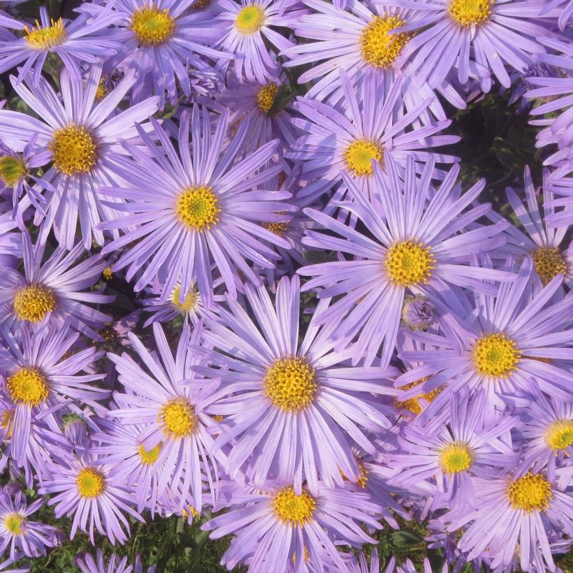 Elokuunasteri Blue King (Kukinta)