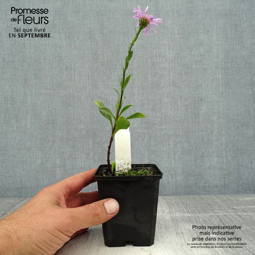 Esimerkki kesällä toimitetusta Elokuunasteri Rosa Erfüllung Godet de 8/9 cm-taimesta