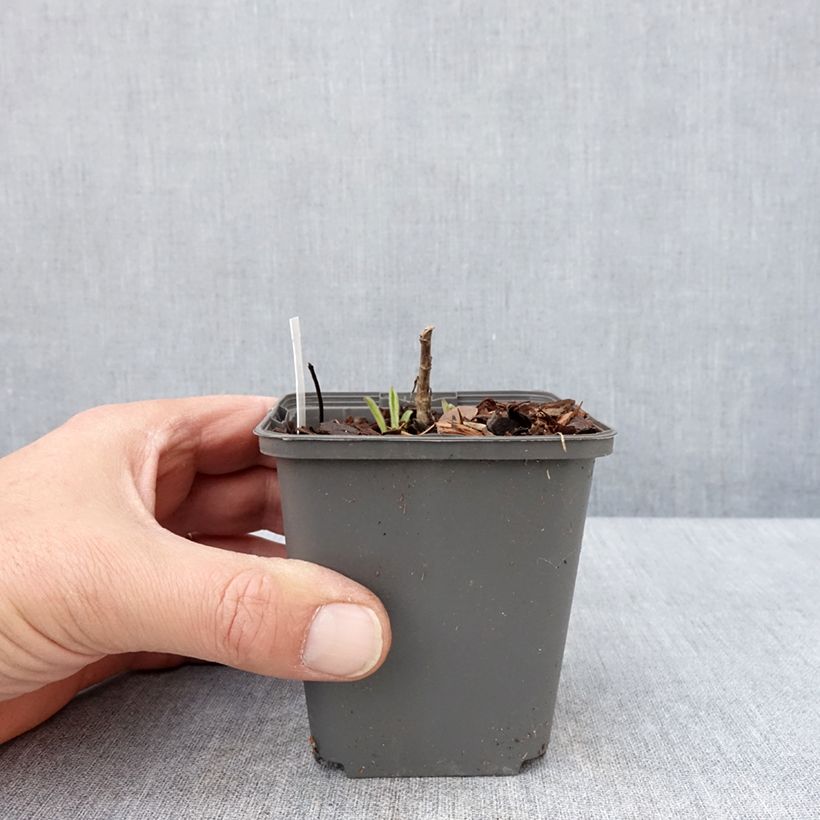 Esimerkki keväällä toimitetusta Elokuunasteri Sonora Godet de 8/9 cm-taimesta