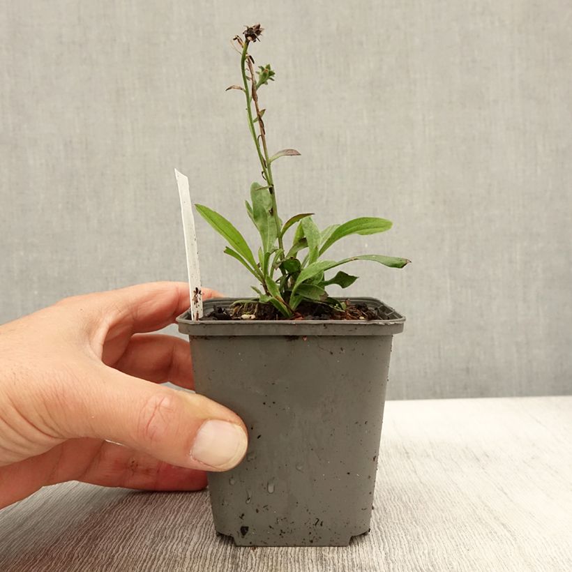 Esimerkki syksyllä toimitetusta Elokuunasteri Sonora 8/9 cm taimiruukku-taimesta