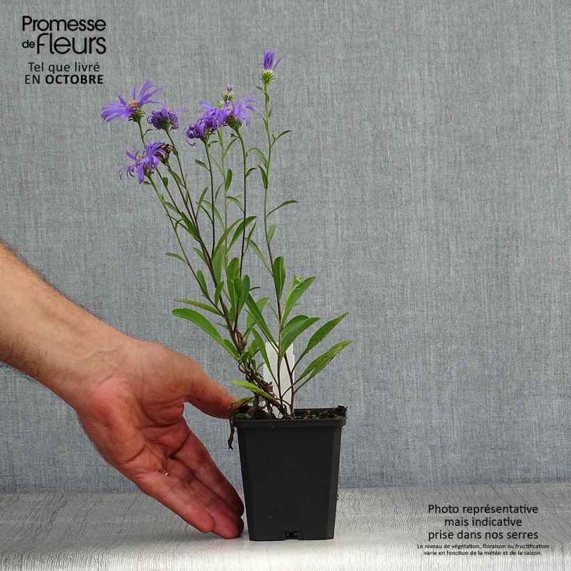 Esimerkki syksyllä toimitetusta Elokuunasteri Veilchenkönigin - Violet Queen 8/9 cm taimiruukku-taimesta