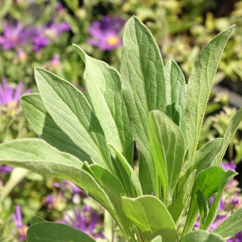 Elokuunasteri Veilchenkönigin - Violet Queen (Lehvistö)