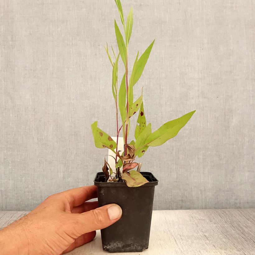 Esimerkki kesällä toimitetusta Syysasteri - Aster azureus Godet de 8/9 cm-taimesta