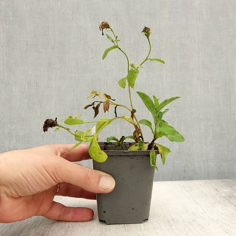 Esimerkki syksyllä toimitetusta Syysasteri JS Bart's Blue Beauty 8/9 cm taimiruukku-taimesta