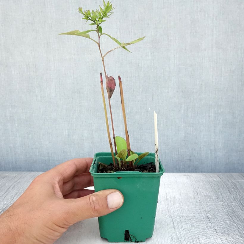 Esimerkki kesällä toimitetusta Hertta-asteri Little Carlow Taimiruukku 8/9 cm-taimesta