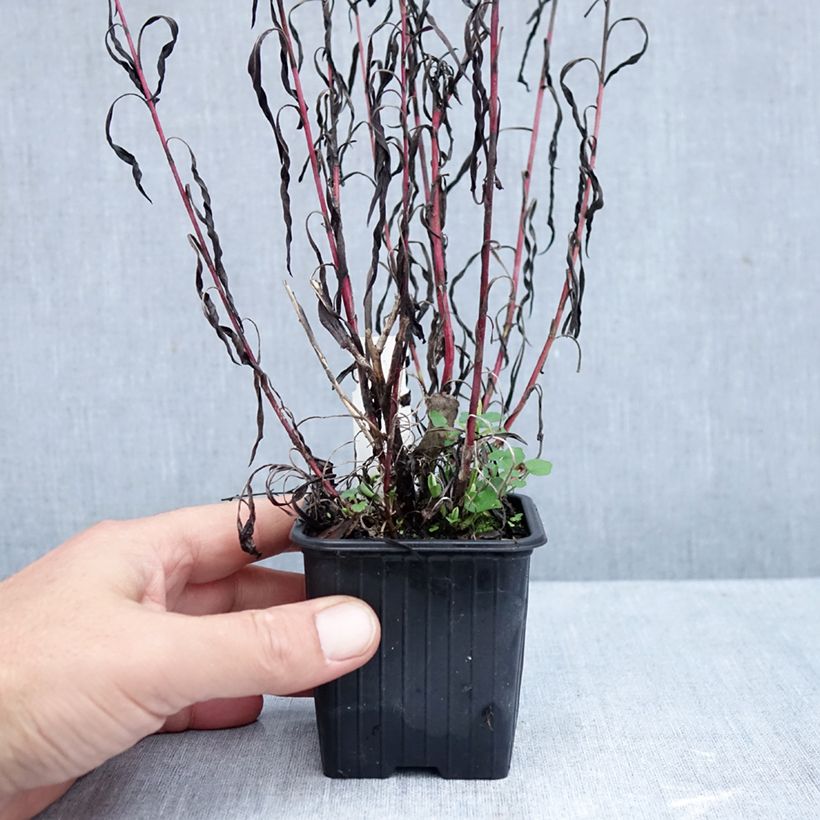 Esimerkki syksyllä toimitetusta Syysasteri - Aster datschii 8/9 cm taimiruukku-taimesta