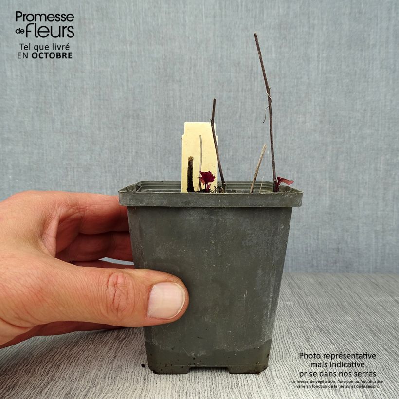 Esimerkki syksyllä toimitetusta Syysasteri Tradescant 8/9 cm taimiruukku-taimesta