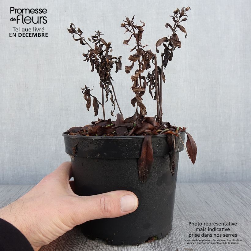 Esimerkki syksyllä toimitetusta Aster dumosus Anneke - Aster nain Pot de 1,5L/2L-taimesta
