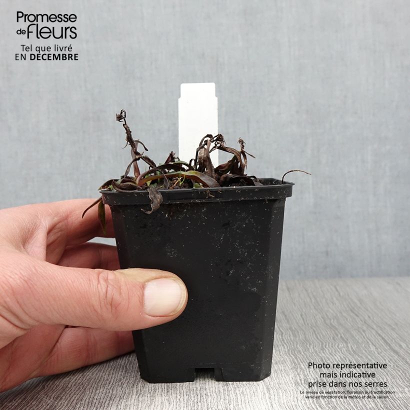 Esimerkki syksyllä toimitetusta Reunusasteri Augenweide 8/9 cm taimiruukku-taimesta