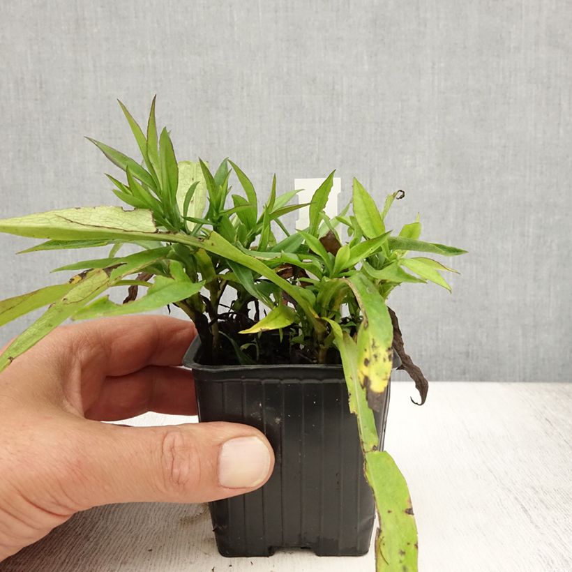 Esimerkki kesällä toimitetusta Reunusasteri Augenweide Godet de 8/9 cm-taimesta