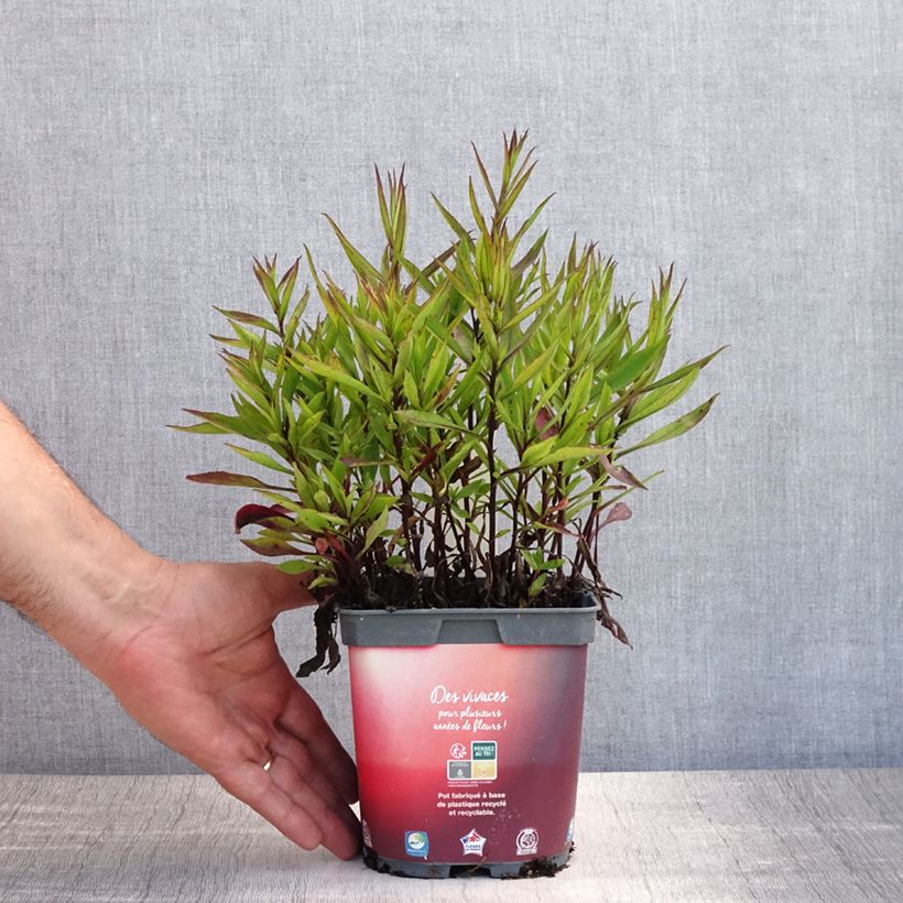 Esimerkki kesällä toimitetusta Reunusasteri Bahamas Pot de 2L/3L-taimesta
