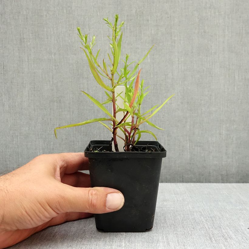 Esimerkki kesällä toimitetusta Reunusasteri Heinz-Richard 8/9 cm taimiruukku-taimesta