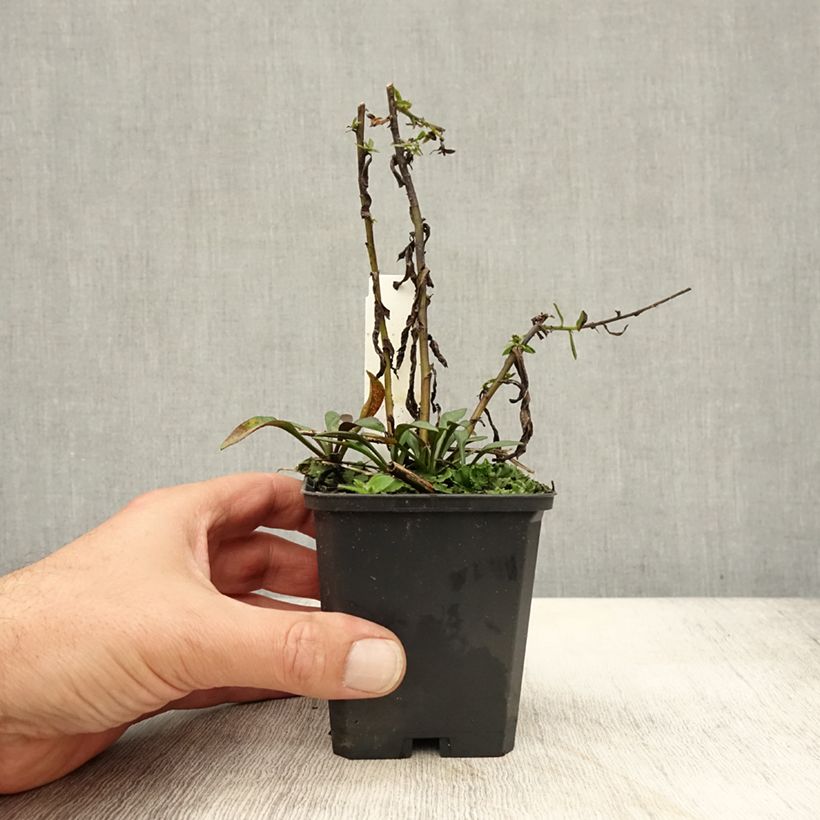 Esimerkki syksyllä toimitetusta Reunusasteri Neron 8/9 cm taimiruukku-taimesta