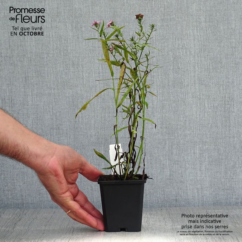 Esimerkki syksyllä toimitetusta Reunusasteri Peter Harrison 8/9 cm taimiruukku-taimesta
