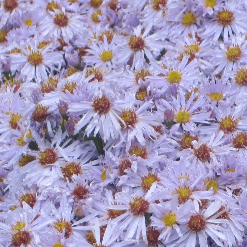 Reunusasteri Silberblaukissen (Kukinta)