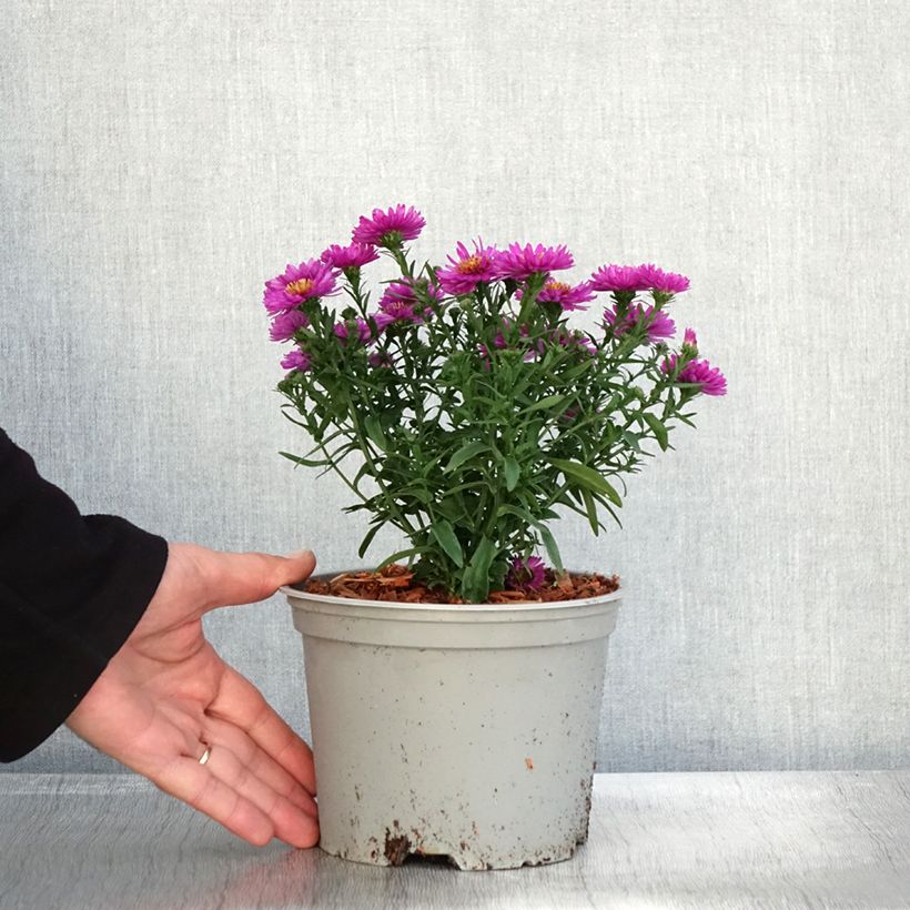 Esimerkki syksyllä toimitetusta Aster dumosus Starlight - Aster nain d’automne Pot de 2L/3L-taimesta