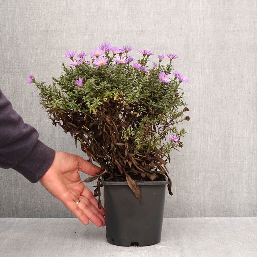 Esimerkki syksyllä toimitetusta Syysasteri Wood's Purple 1,5 litran / 2 litran kannu-taimesta