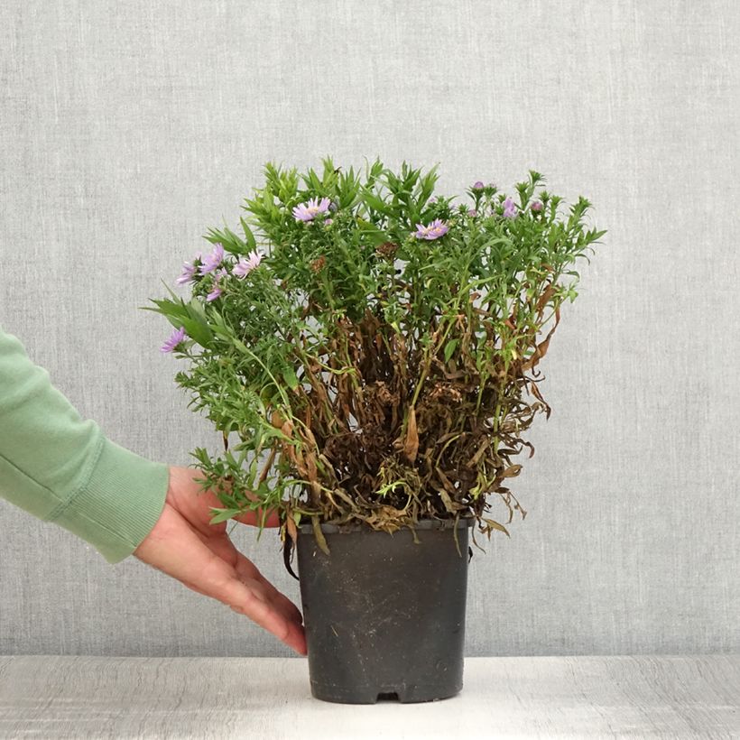 Esimerkki kesällä toimitetusta Aster dumosus Wood's Purple Pot de 1,5L/2L-taimesta