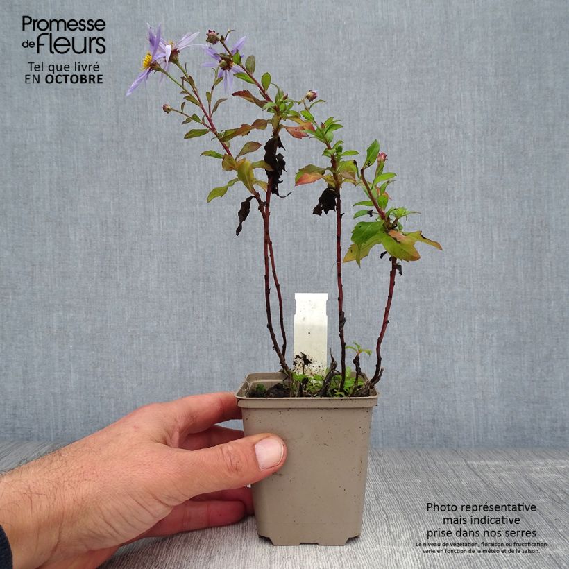 Esimerkki syksyllä toimitetusta Pursuasteri Eleven purple 8/9 cm taimiruukku-taimesta