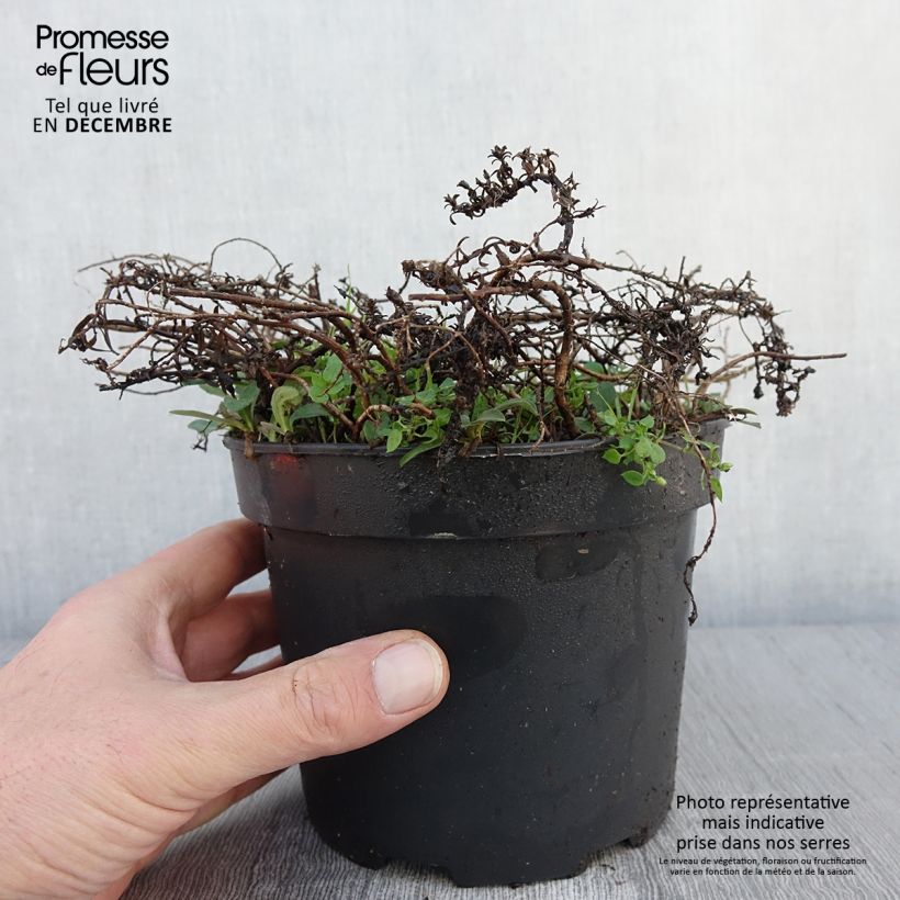 Esimerkki syksyllä toimitetusta Aster ericoïdes f. prostratus Snow Flurry - Aster fausse-bruyère Pot de 2L/3L-taimesta