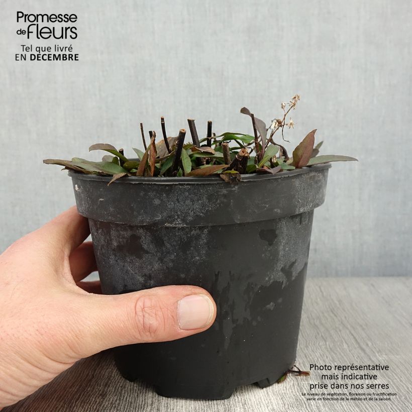 Esimerkki syksyllä toimitetusta Aster ericoïdes Pink Cloud Pot de 2L/3L-taimesta