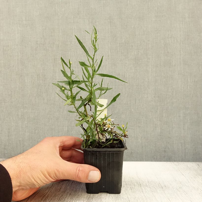 Esimerkki syksyllä toimitetusta Aster ericoides Schneegitter - Aster fausse-bruyère Godet de 8/9 cm-taimesta