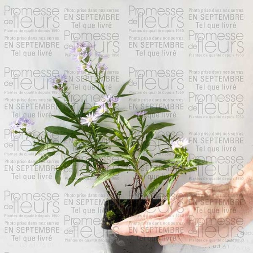 Esimerkki toimitetusta Kanerva-asteri Herfstweelde Godet de 8/9 cm-taimesta