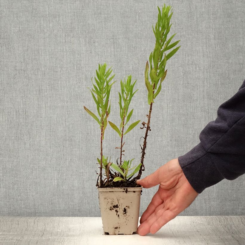 Esimerkki kesällä toimitetusta Tuoksuasteri Ann Leys Taimiruukku 8/9 cm-taimesta