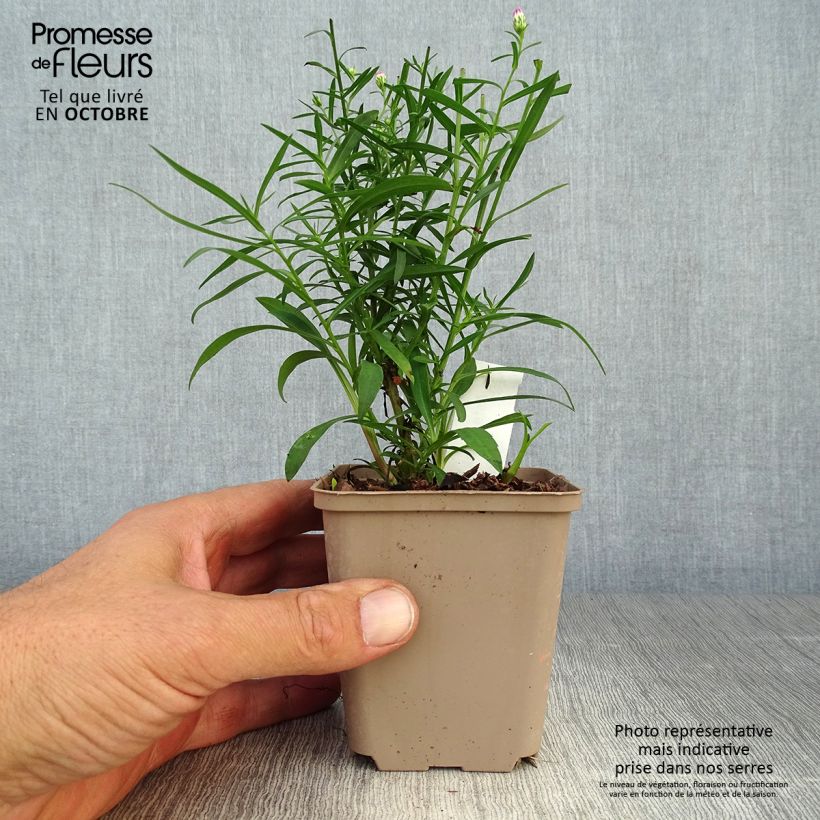 Esimerkki syksyllä toimitetusta Kanerva-asteri Pink Star 8/9 cm taimiruukku-taimesta