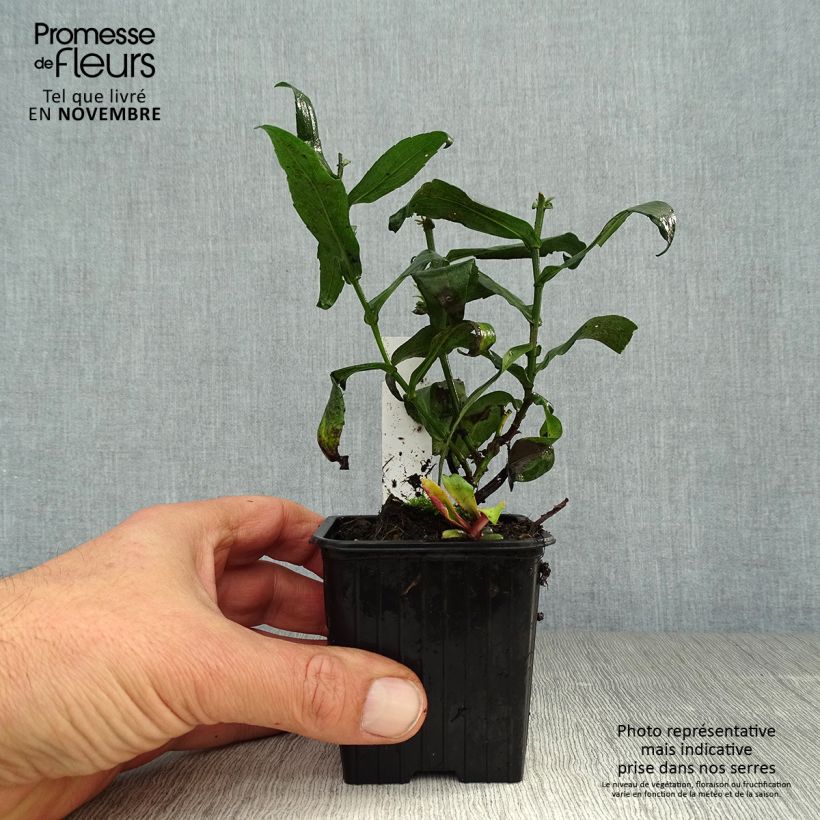 Esimerkki syksyllä toimitetusta Siloasteri Calliope 8/9 cm taimiruukku-taimesta