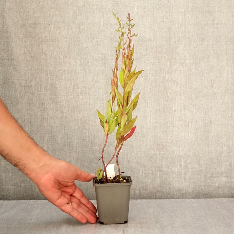 Esimerkki kesällä toimitetusta Asteri Chloe Taimiruukku 8/9 cm-taimesta