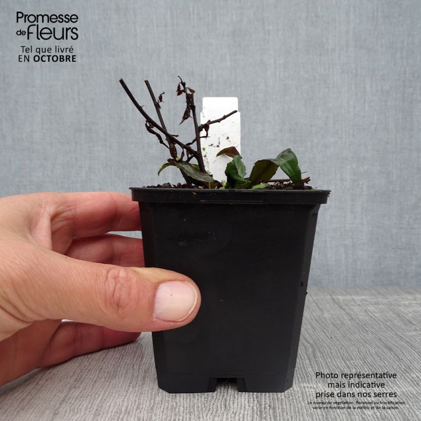 Esimerkki syksyllä toimitetusta Asteri Lady In Black 8/9 cm taimiruukku-taimesta