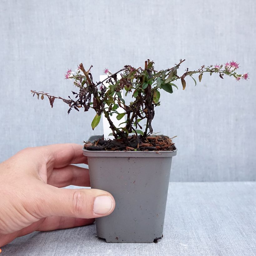 Esimerkki syksyllä toimitetusta Asteri Prince 8/9 cm taimiruukku-taimesta