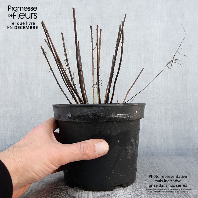 Esimerkki syksyllä toimitetusta Aster linosyris - Aster d'automne Pot de 2L/3L-taimesta